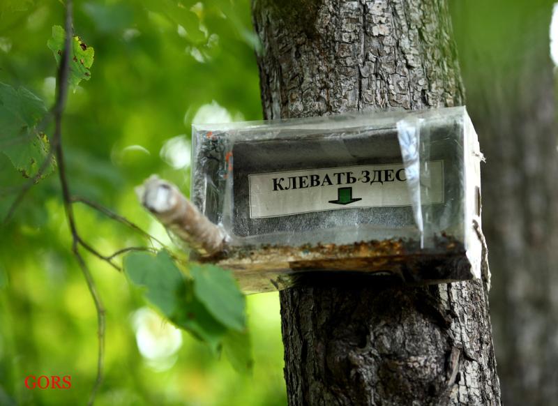 Кормушки для птиц своими руками прикольные Кормушки для птиц своими руками прикольные